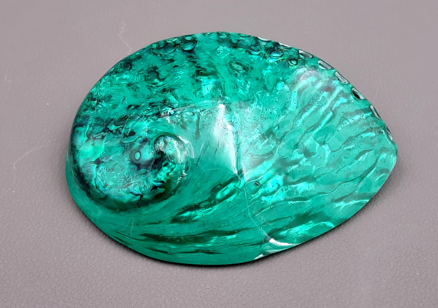 Polished Green Midas Abalone - Haliotis Midae - (1 shell approx. 5-6 inches). One pretty flat multi shaded green wide shell. Copyright 2022 SeaShellSupply.com.