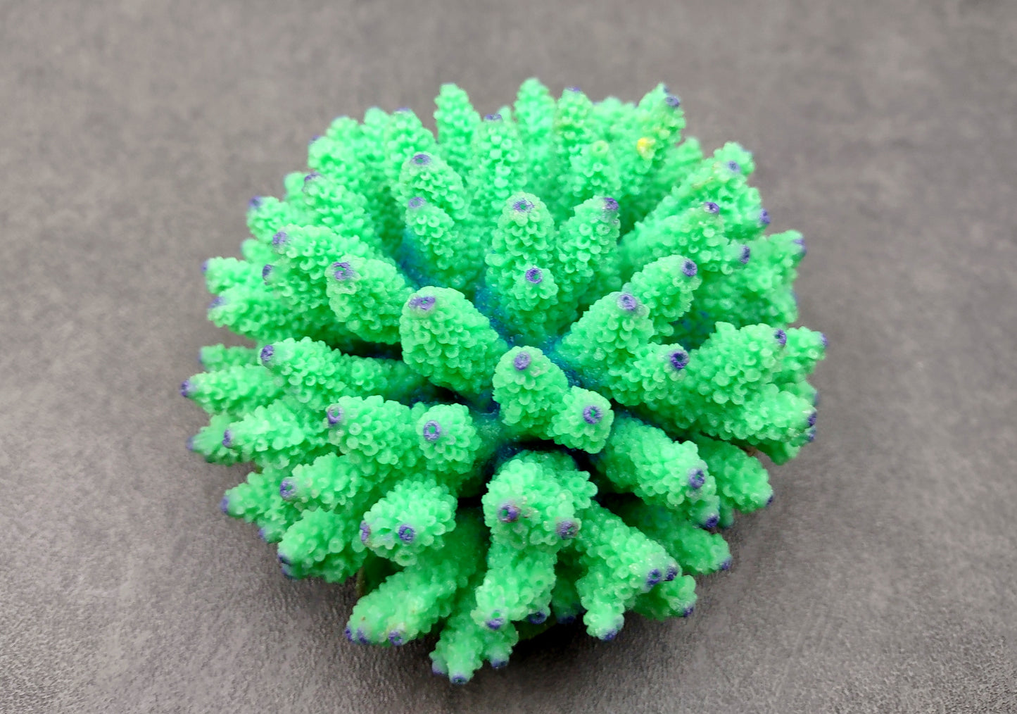 Green FAUX Finger Coral - Acropora Nasuta - (1 FAUX Coral approx. 4Wx3Tx4D inches) on light background. Copyright 2024 SeaShellSupply.com.
