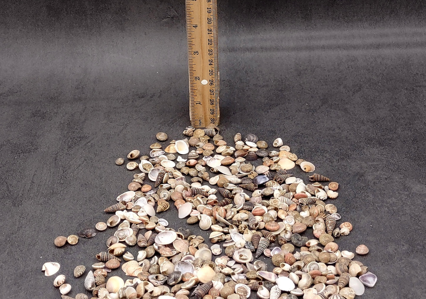 Tiny Seashell Assorted Ocean Mix For Crafts (approx. 1 kilogram 0.25+ inches) Great shells for coastal crafting and collections!