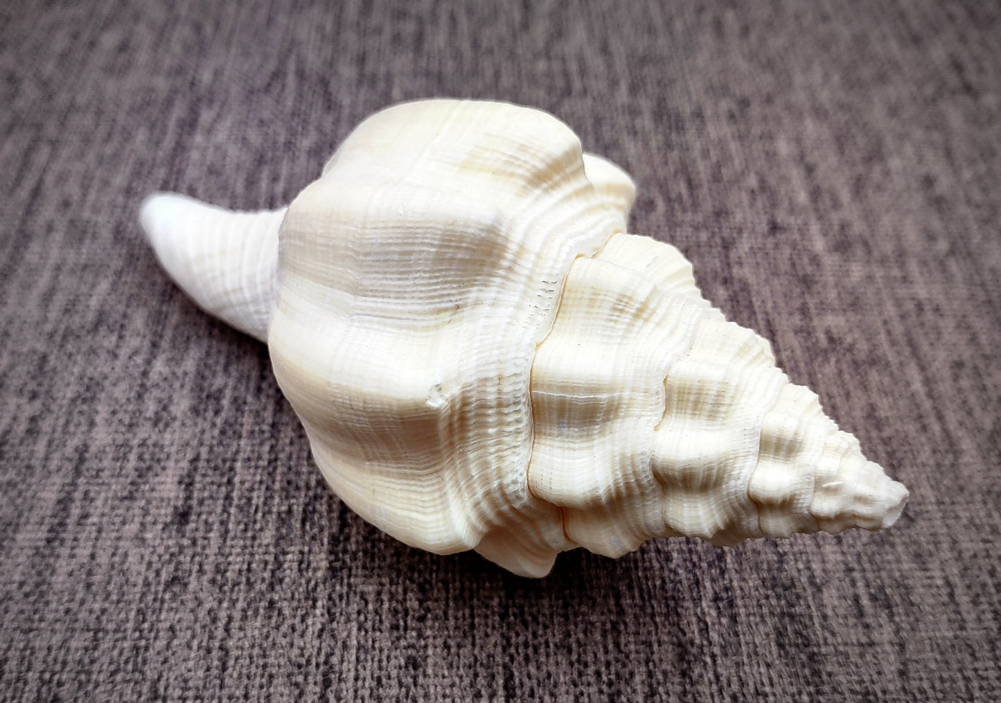 West Indian Chank - Turbinella Angulata - (1 shell 5-6 inches). White ribbed spiral shells, one shell shows the opening and one showing the textured side. Copyright 2024 SeaShellSupply.com.