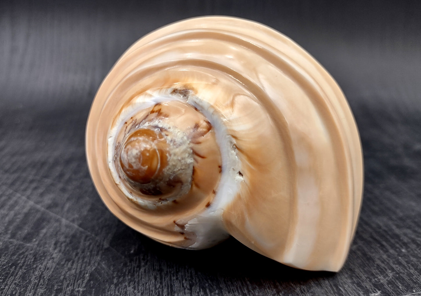 Noble Volute - Banded/Polished - Voluta Nobilis - (1 shell approx. 5.5 inches). Deeply ribbed cream colored shells. Copyright 2024 SeaShellSupply.com