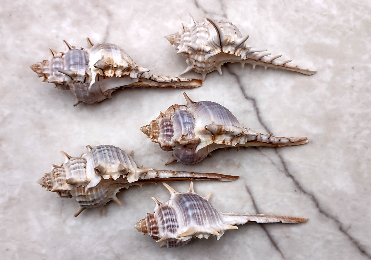 Murex Ternispina Seashells (5 shells 2+ inches) Superb shells for coastal crafting décor & collections!