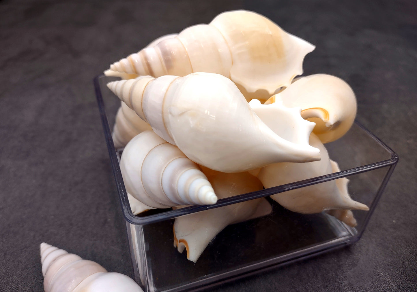 Delicate Tibia Shell - Tibia Delicatula - (3 shells approx. 3-4 inches). Three white and tan shaded spiral shells with a small opening at the end. Copyright 2022 SeaShellSupply.com.