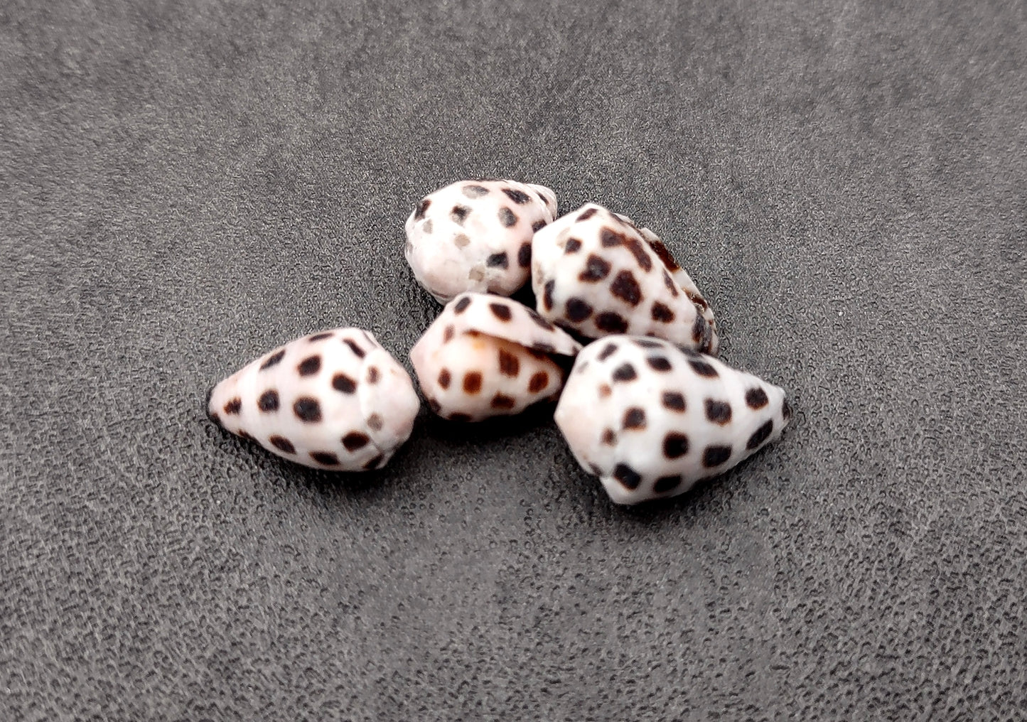 Photo of Extra Small Hebrew Cone Seashells Conus Ebraeus (5 shells approx. 0.25+ inches). Copyright 2024 SeashellSupply.com