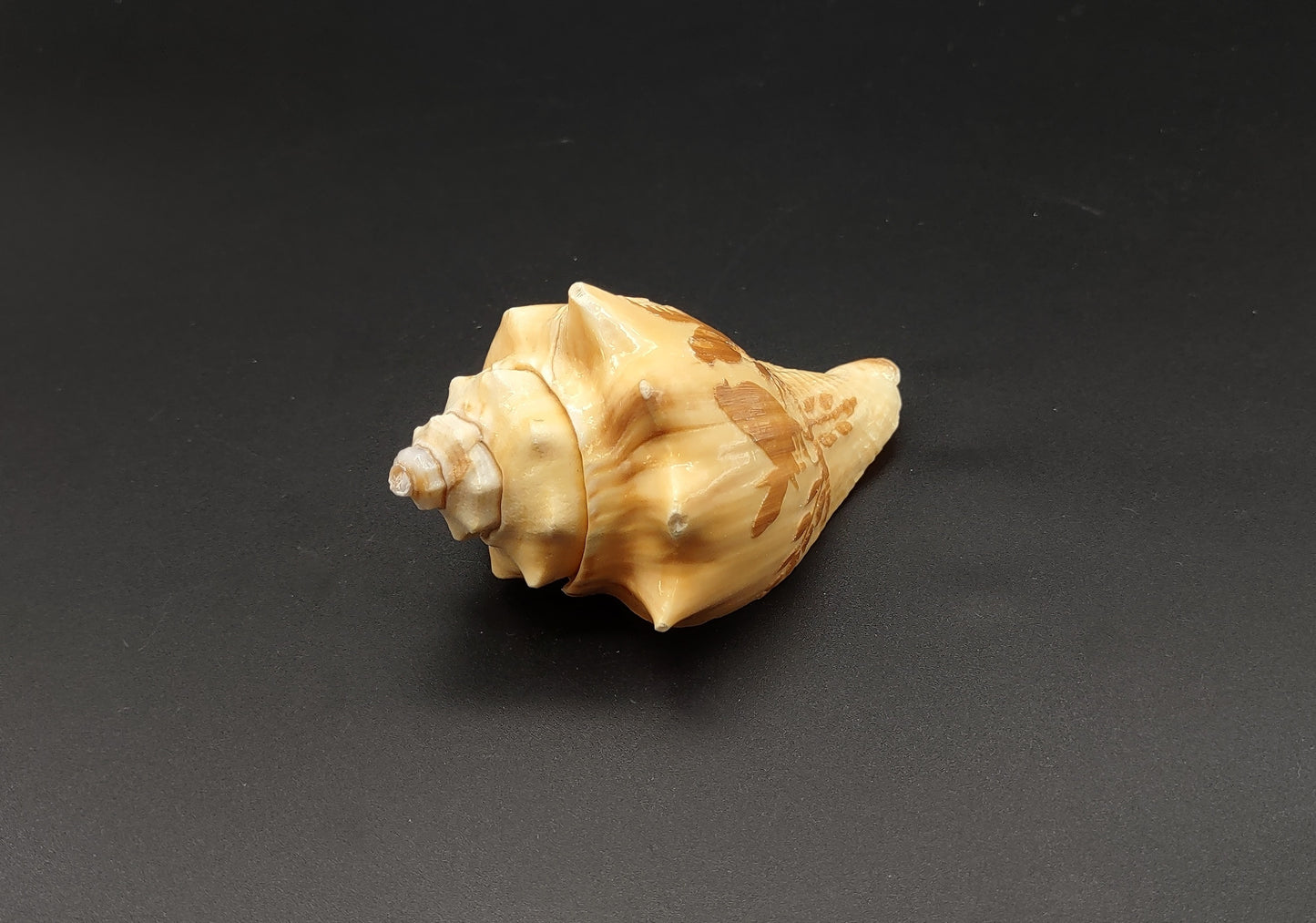 Carved Conch Shell Love Birds (1 shell approx. 3+ inches) Conch shells for coastal crafting display & collecting!