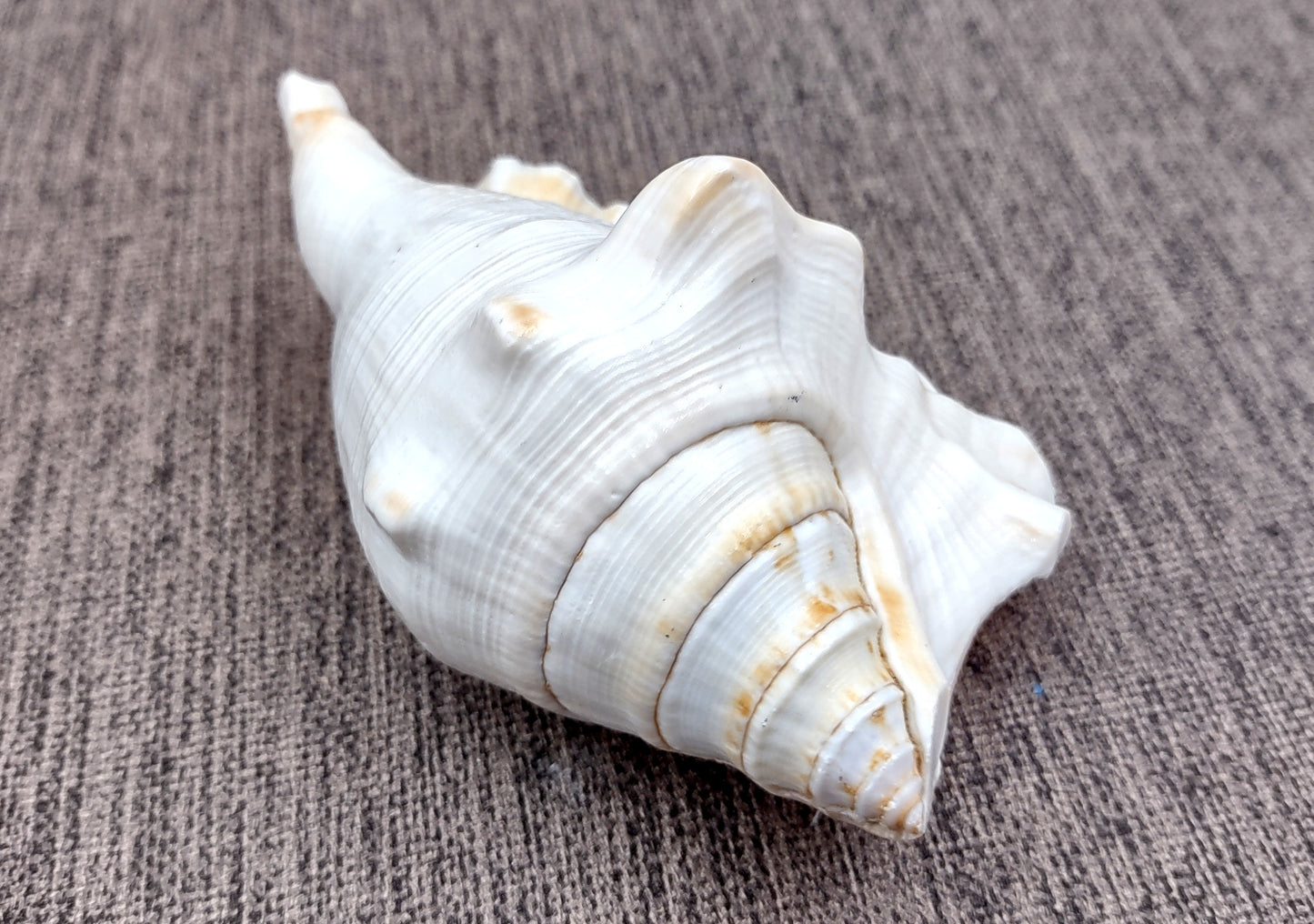 Spider Conch Seashell Lambis Lambis (1 shell approx. 4+ inches) B Grade great for coastal crafting displays and collections!