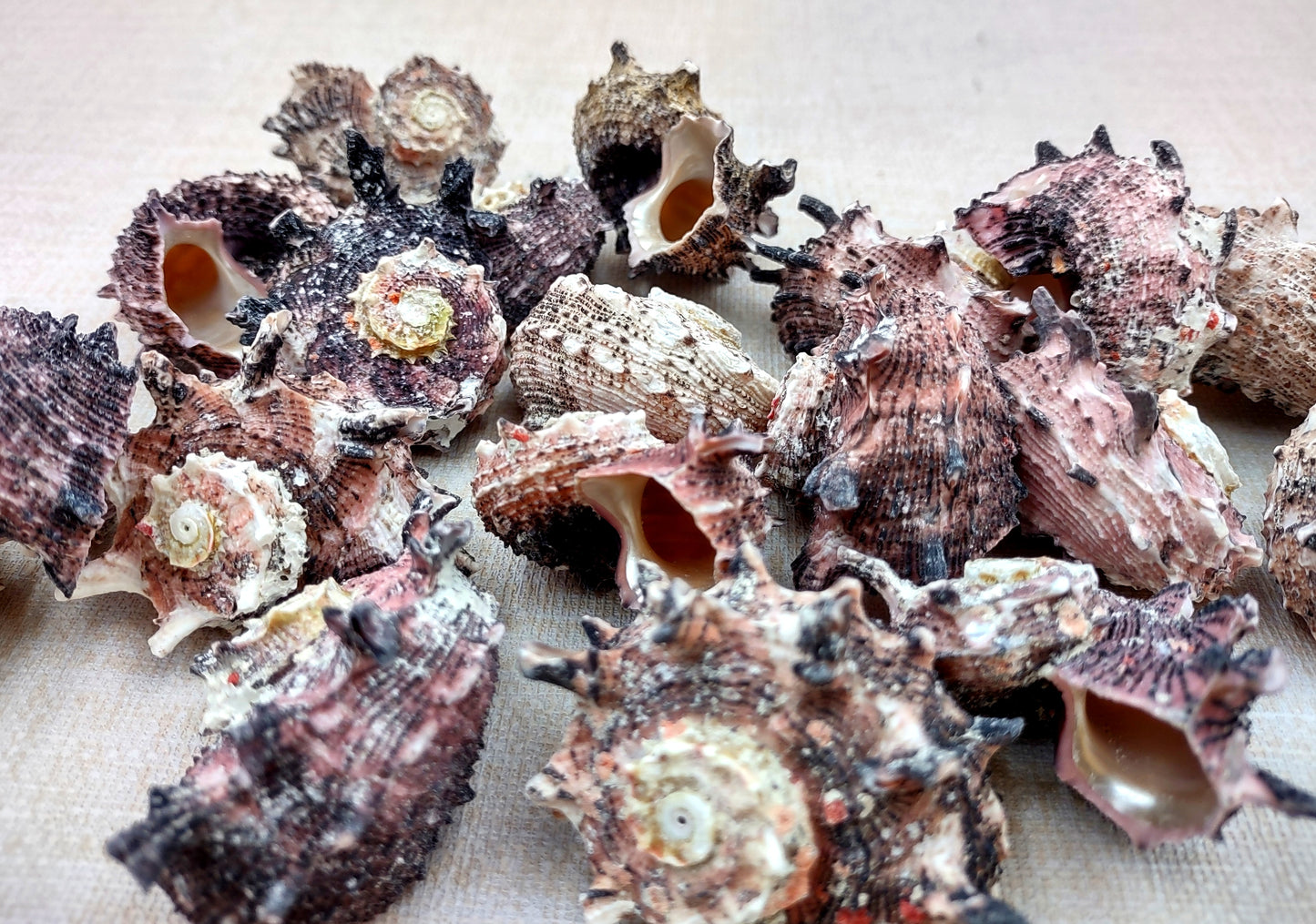 Pink Dolphin Shells Angaria Delphinus Pink Spiral Seashells (5 shells approx. 1+ inches) SS-037 copyright 2024 SeaShellSupply.com