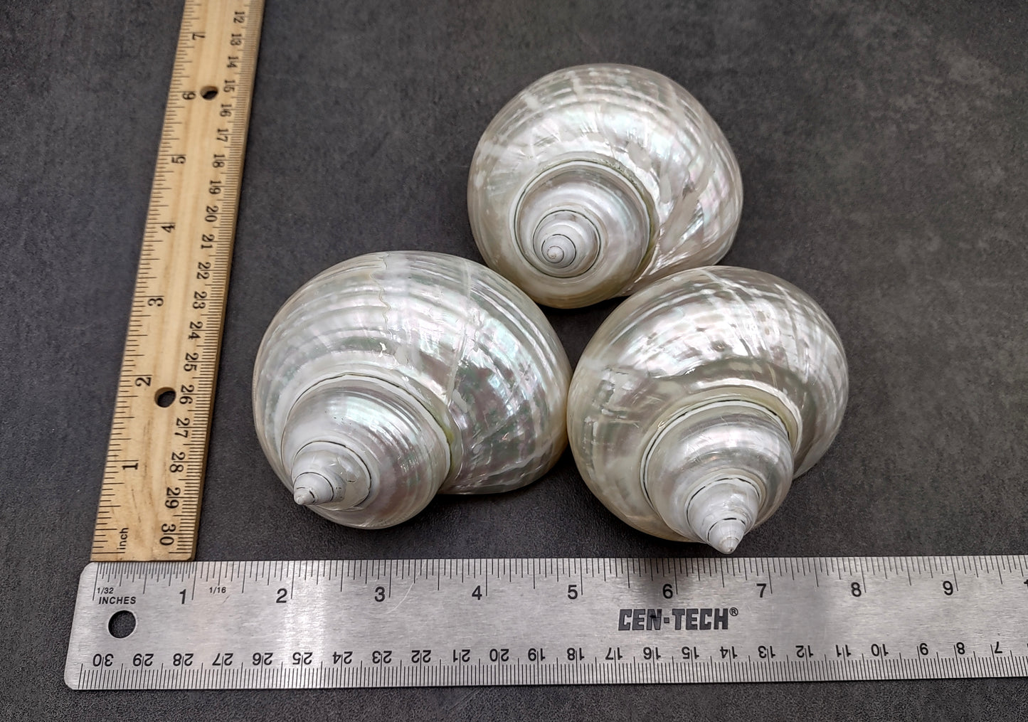 Pearlized Jade Turbo Shell Turbo Burgessi (1 shell approx. 3.5+ inches) Special shells for coastal crafting decor & collections!
