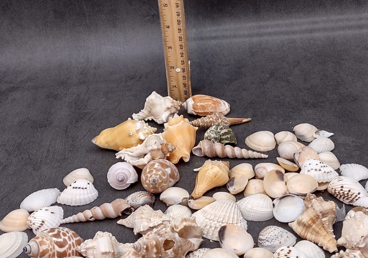 Indian Ocean Seashell Mix (approx. 1 kilogram 160+ shells 0.5-2+ inches) Great shells for coastal crafting and collections!