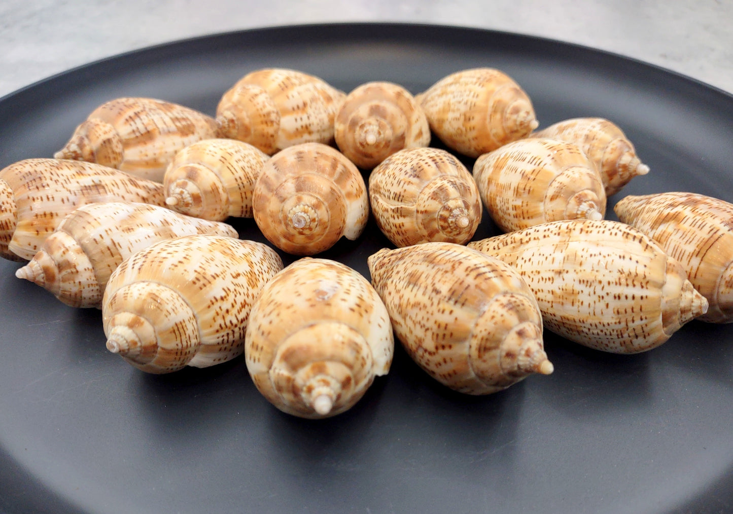Brown Lined Volute Seashells Harpulina Lapponica (4 shells approx. 2+ inches) Neat shells for coastal crafting decor & collections!
