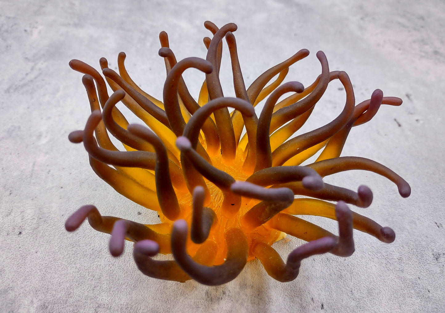 Condylactis Yellow FAUX Anemone - Condylactis Gigantea - (1 FAUX Anemone approx. 5x2.75x5 inches). Orange and yellow fake anemone with purple tipped tentacles. Copyright 2024 SeaShellSupply.com.