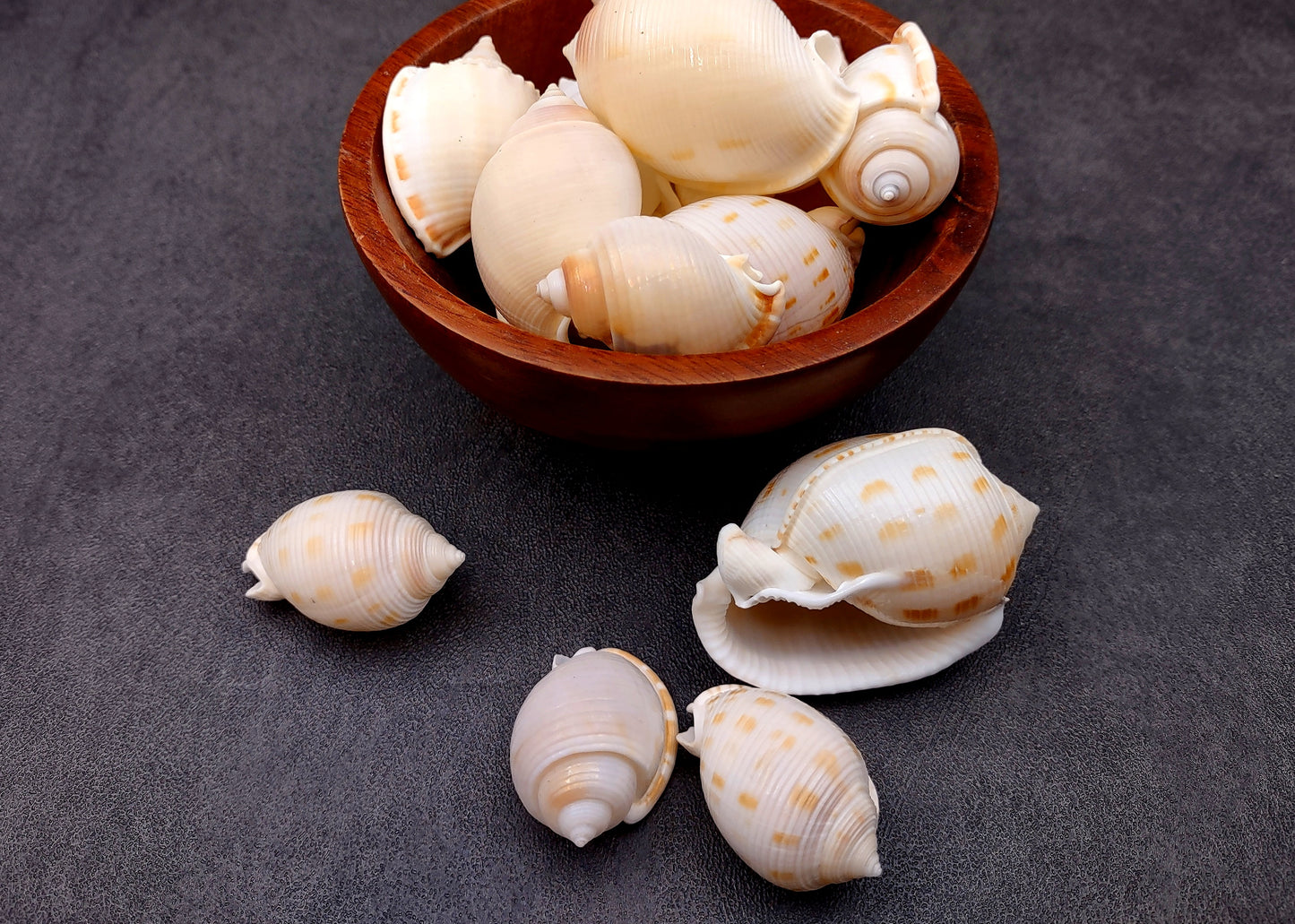 Japanese Bonnet Seashells India Phalium Bisulcatum (10 shells approx. 1.5+ inches) Adorable shells for any coastal collection or display!