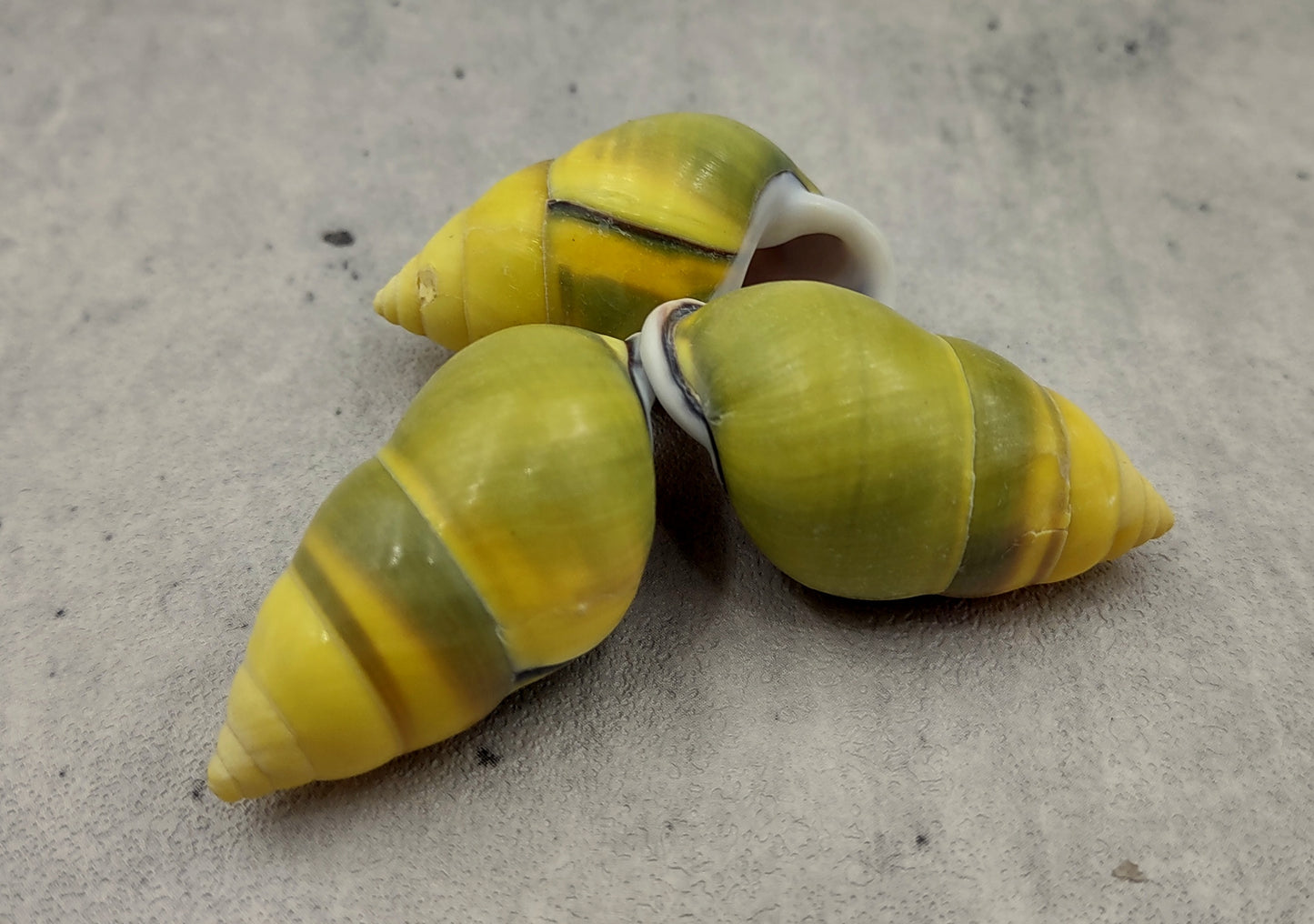 Yellow Land Snail Shells Amphidromus Sowerbyi (3 shells approx. 1.5+ inches). Three yellow and green spiral striped snail shells with white opening. Copyright 2022 SeaShellSupply.com.