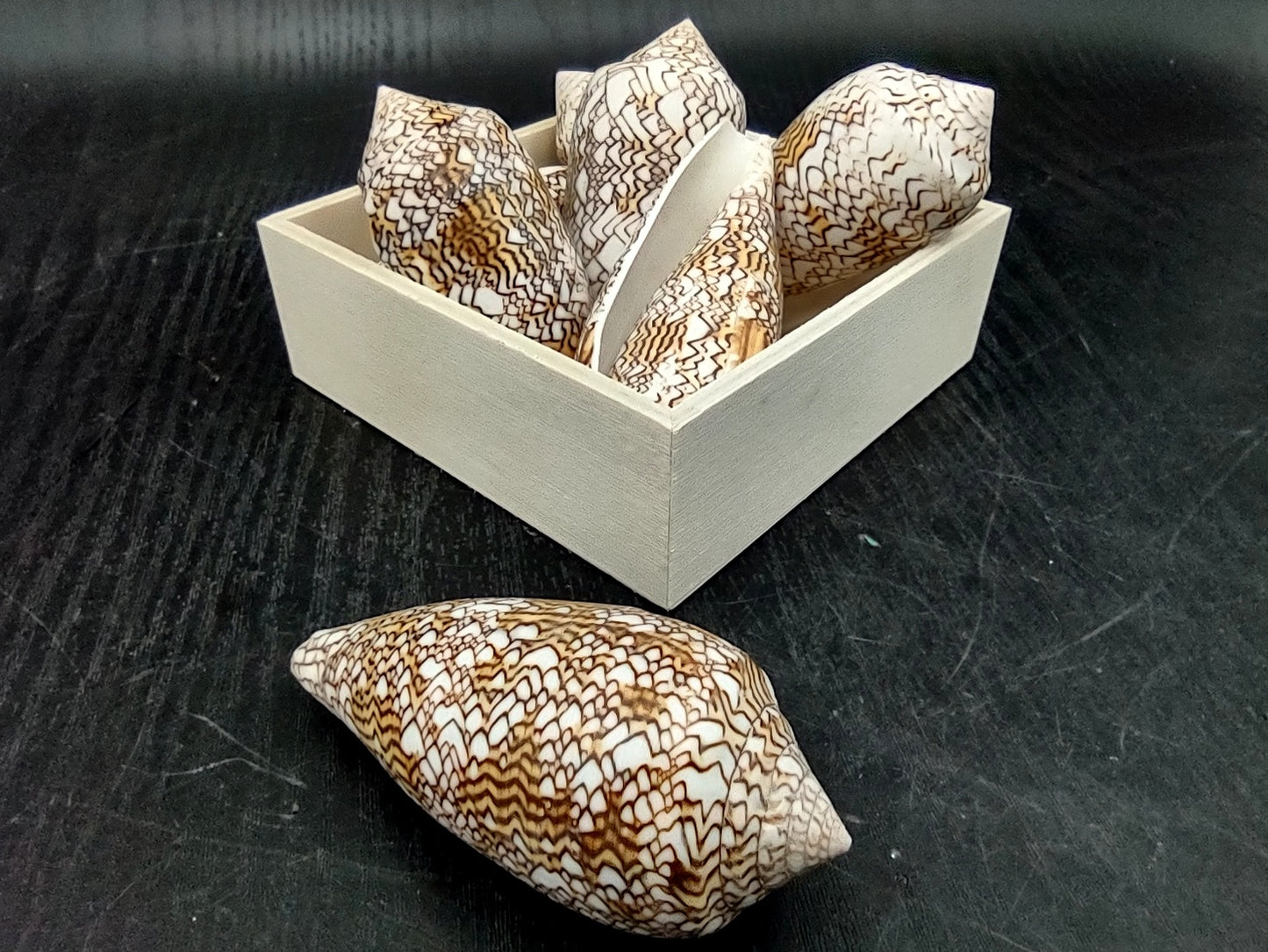 Cloth of Gold Cone Seashell (2.5-3"+) - Conus Textile