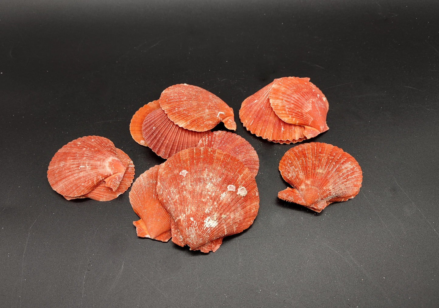 Fire Red Scallop Shell Halves Noble Pecten Nobolis (Approx. quarter pound shells 2+ inches) Red Scallop seashells for arts & crafts!