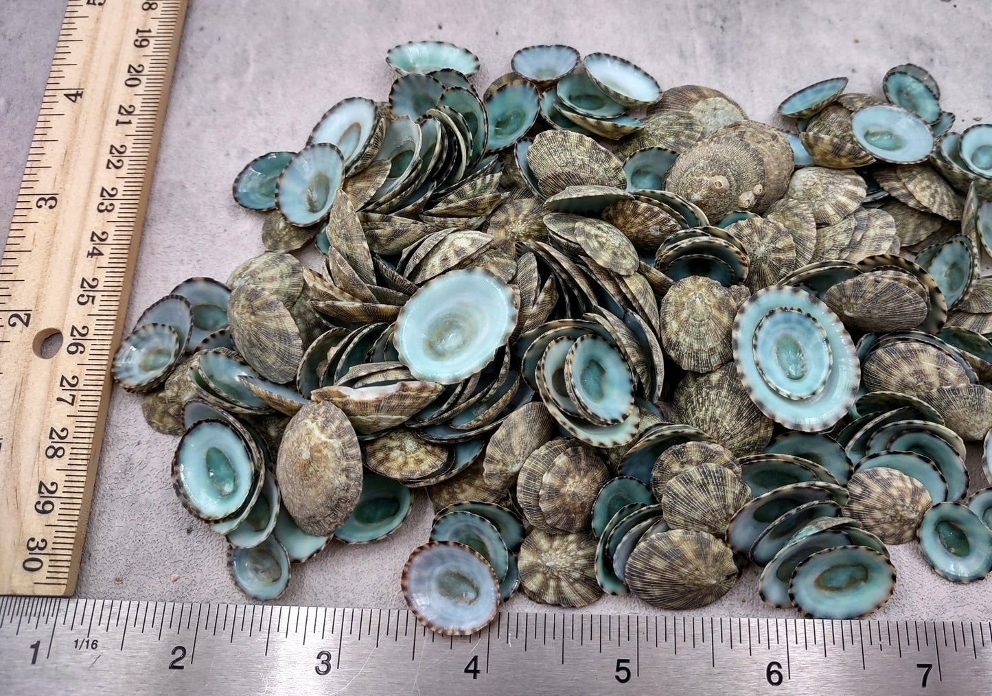Green Limpet Seashells Sutorria Mesoleuca (1 cup approx. 240+ shells 0.5+ inches) Copyright 2024 SeaShellSupply.com