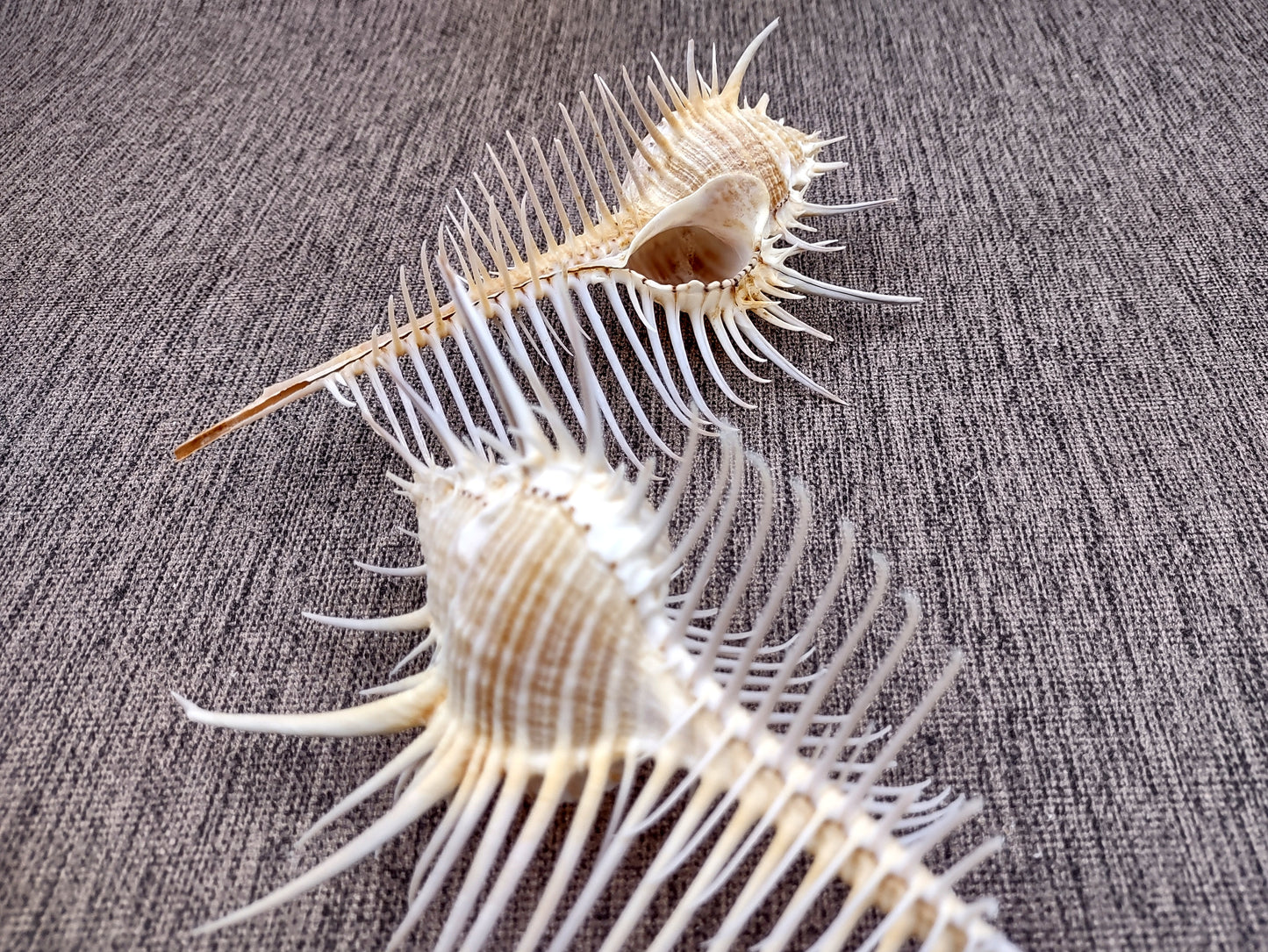 Murex Comb Seashell Murex Pecten (1 shell approx. 6+ inches) Special shells for coastal crafting décor & collections!