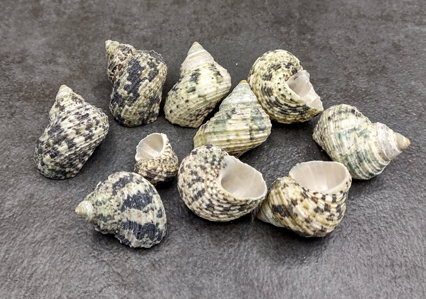 Jade Green Turbo Seashells - Turbo Brunneus - (10 shells approx. 1-2 inches). Pile of multiple shaded spiral turquoise shells. Copyright 2022 SeaShellSupply.com.