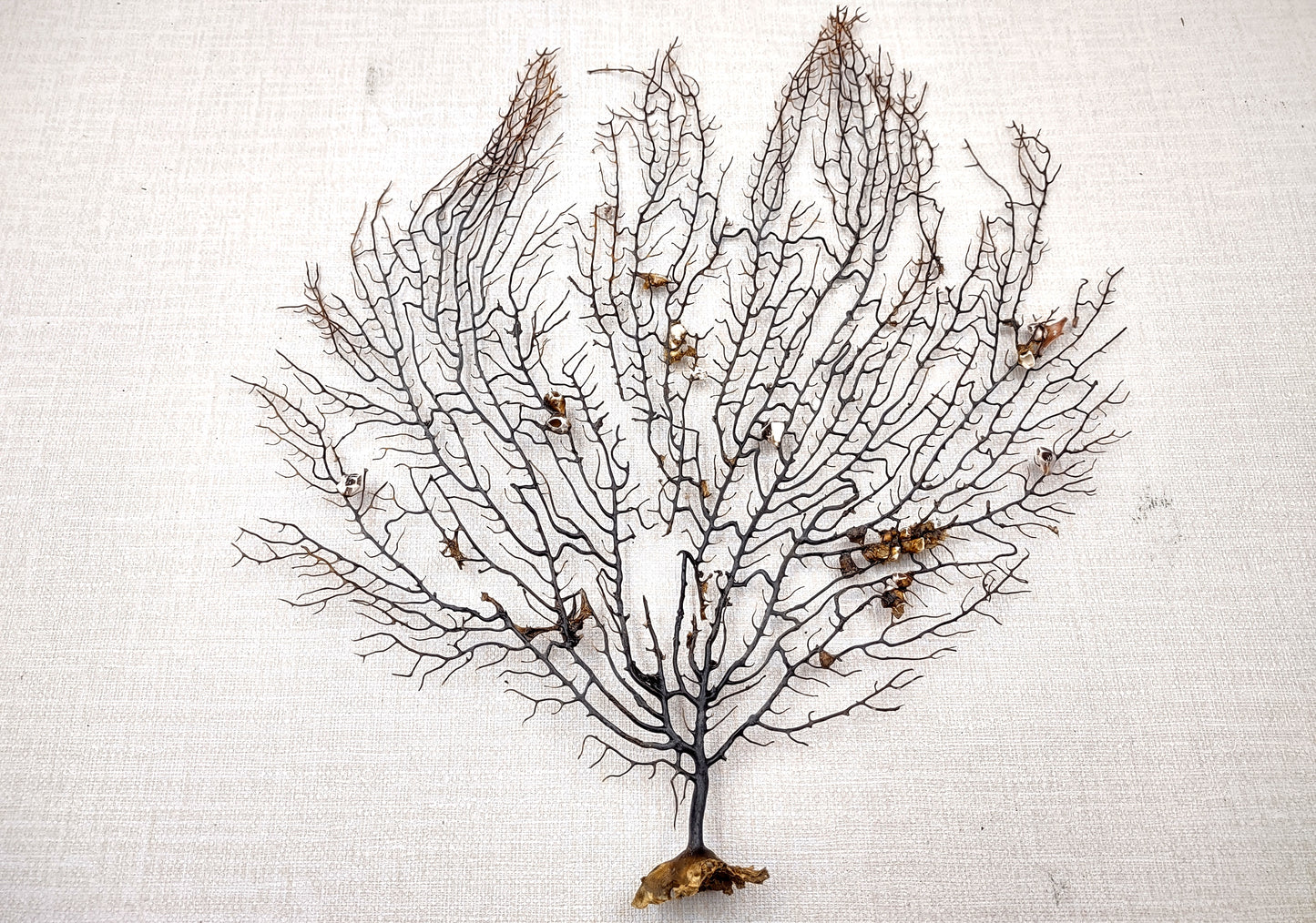 Black Sea Fan Coral Gorgonia Ventalina (1 fan approx. 12+ inches) Copyright 2024 SeashellSupply.com