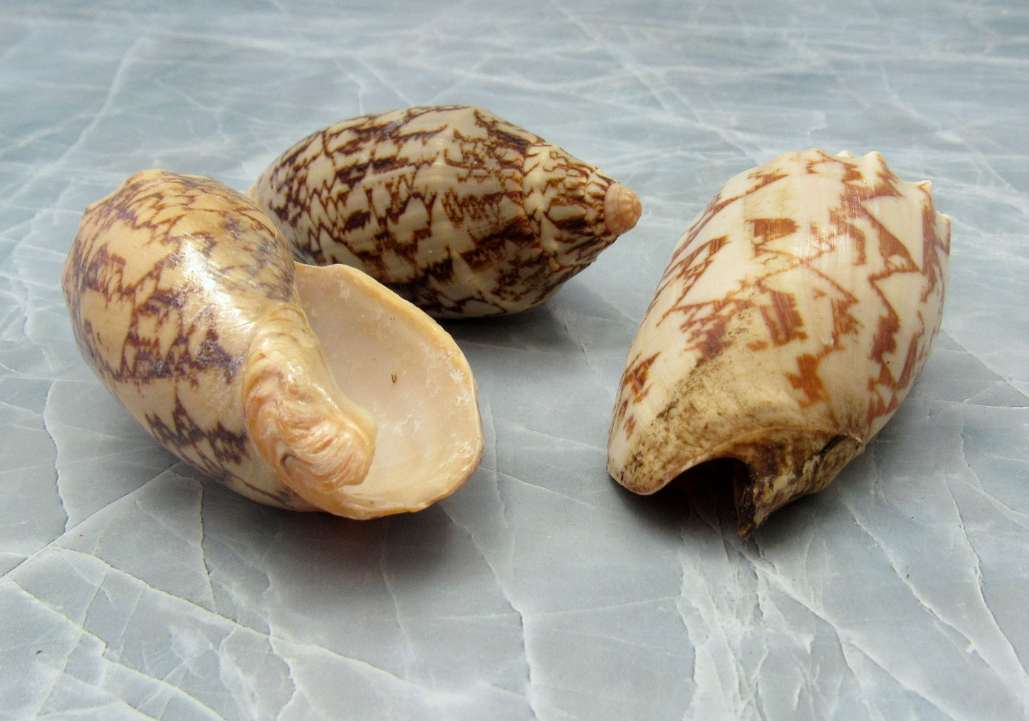 Bat Volute Seashells (3 pcs.) - (2-3 inches) - Cymbiola Vespertilio. Multiple tan and light yellow shells in a pile. Copyright 2022 SeaShellSupply.com.