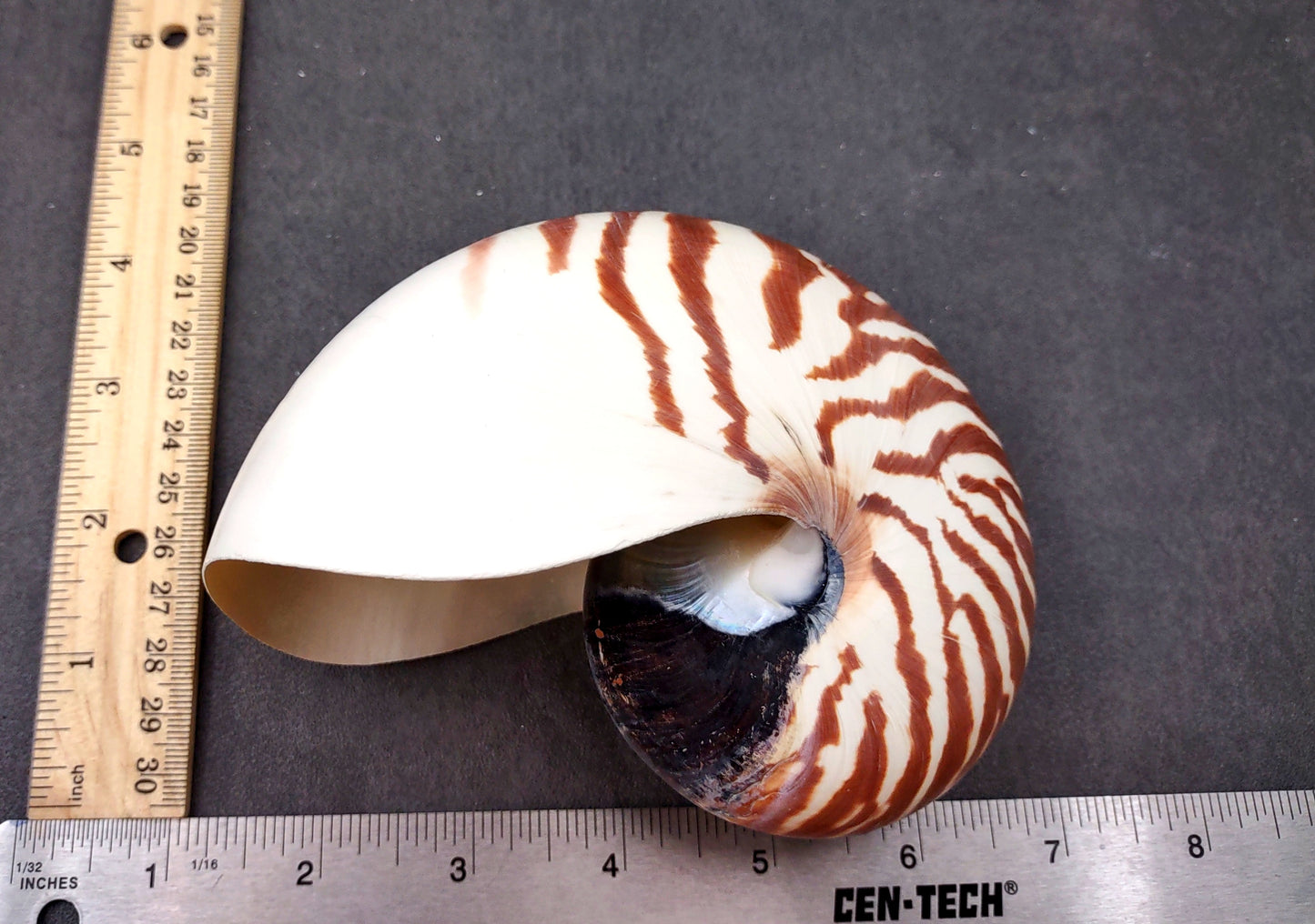Natural Nautilus Seashell (5-6") - Nautilus Pompilius
