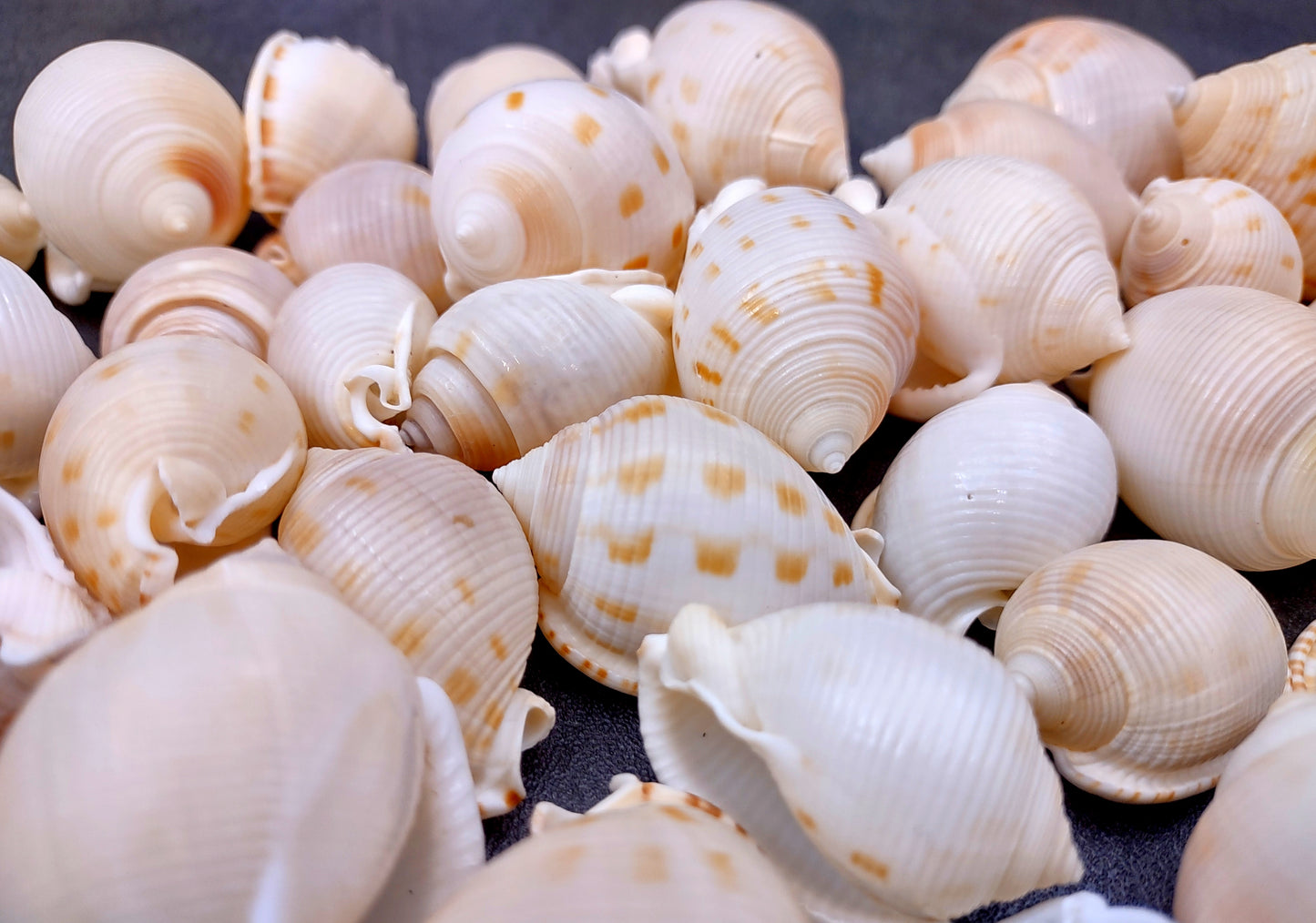 Japanese Bonnet Seashells India Phalium Bisulcatum (10 shells approx. 1.5+ inches) Adorable shells for any coastal collection or display!