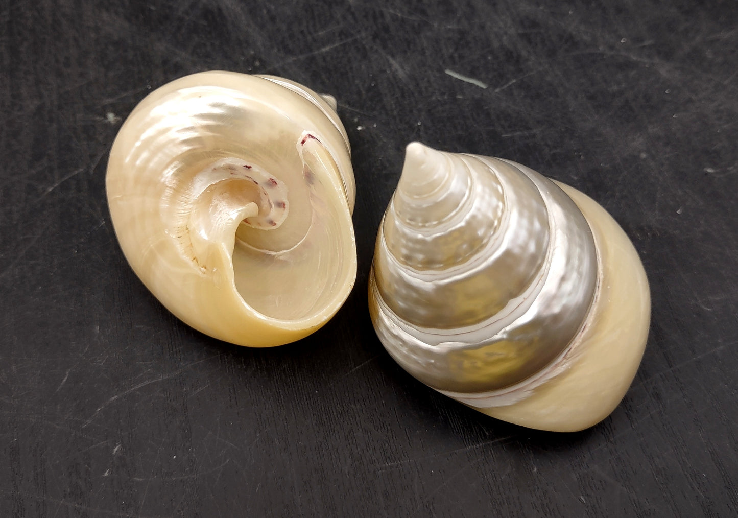 Pearlized Trochus Seashell - Trochus Niloticus - (1 shell approx. 2.5-3 inches). One spiral glossy shell with broad opening. Copyright 2024 SeaShellSupply.com.