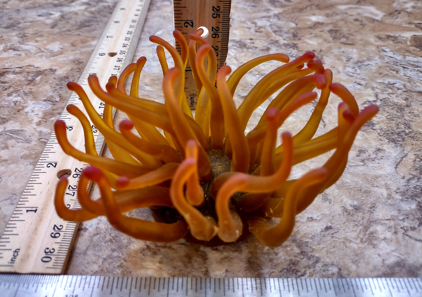 A photo of a single Green FAUX Anemone Condylactis Gigantea. Copyright 2024 SeashellSupply.com