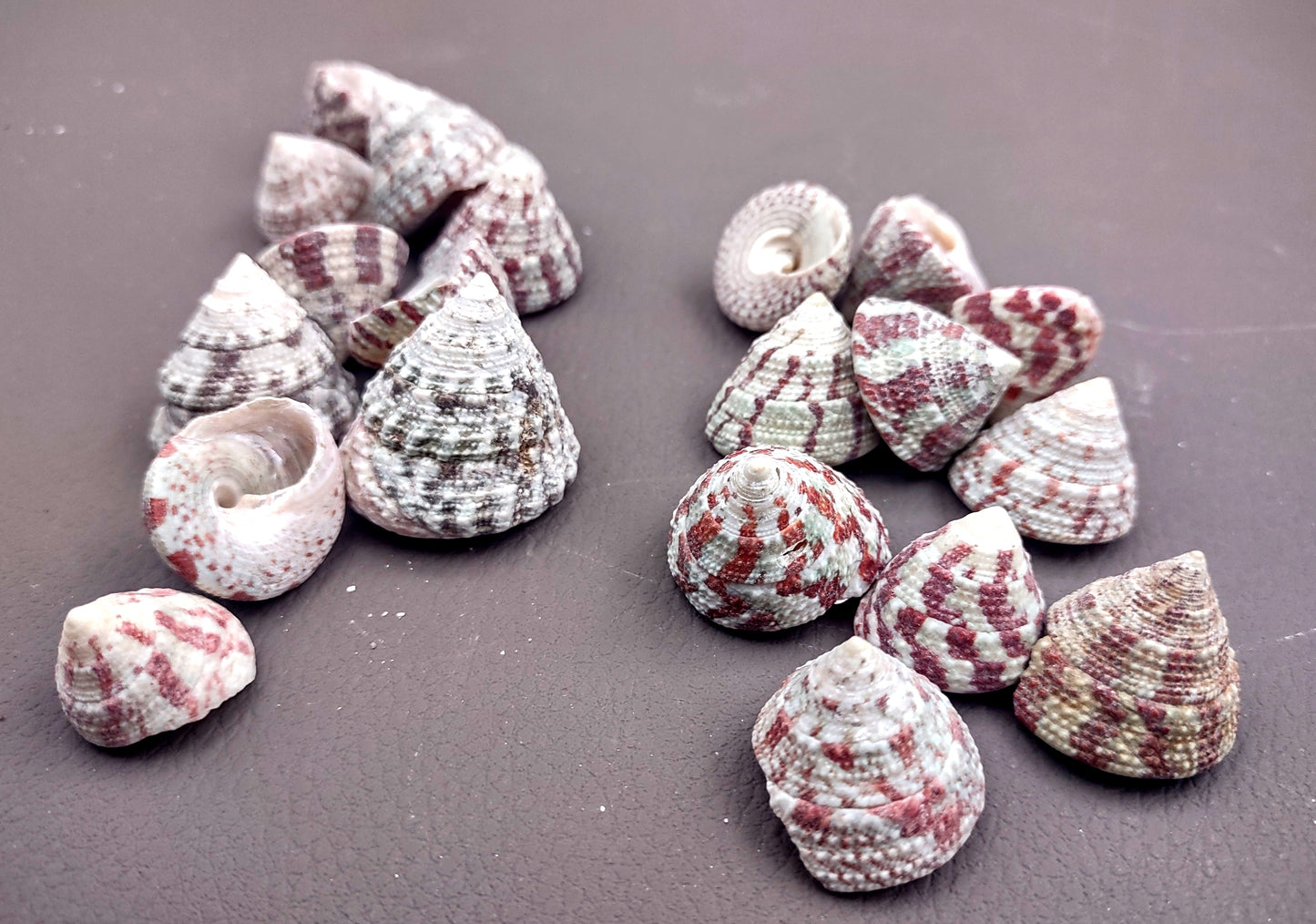 Christmas Tree Top Shells - Trochus Radiatus - (10 shells approx. .5-1 inches). Different shades of Orange and Teal shells in pile. Copyright 2024 SeaShellSupply.com.