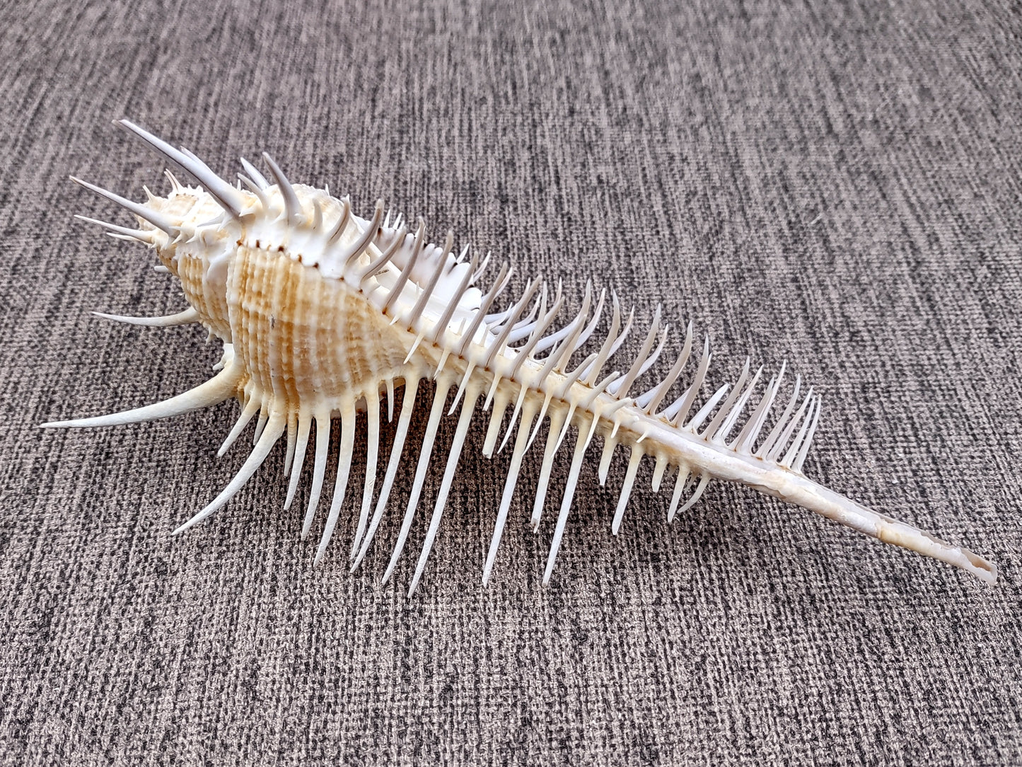 Murex Comb Seashell Murex Pecten (1 shell approx. 6+ inches) Special shells for coastal crafting décor & collections!