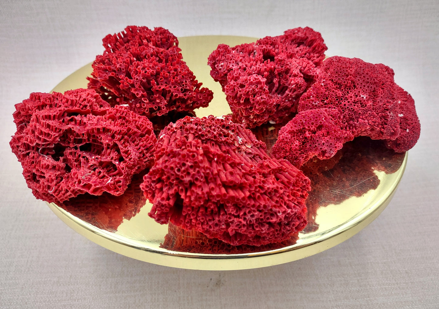 Red Pipe Organ Coral Tubipora Musica (1 coral approx. 3+ inches) Copyright 2024 SeashellSupply.com