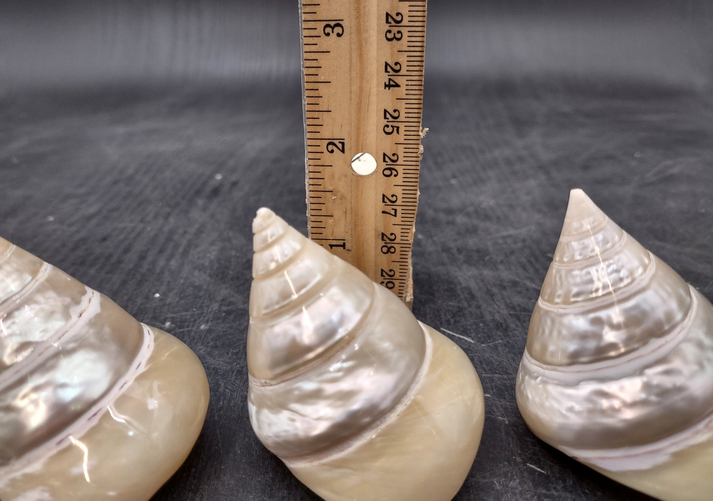 Pearlized Trochus Seashell - Trochus Niloticus - (1 shell approx. 2.5-3 inches). One spiral glossy shell with broad opening. Copyright 2024 SeaShellSupply.com.