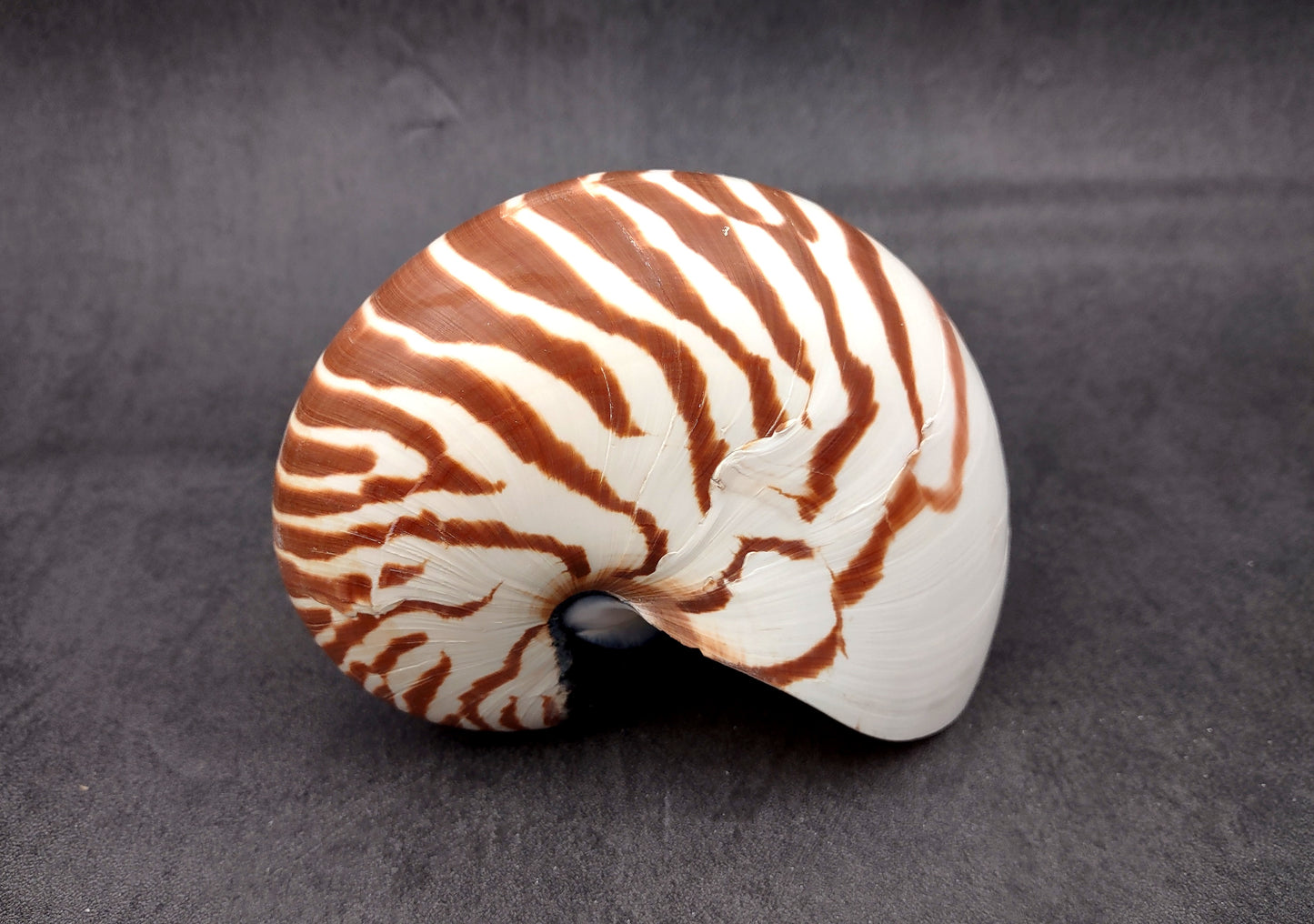 Natural Nautilus Seashell (5-6") - Nautilus Pompilius