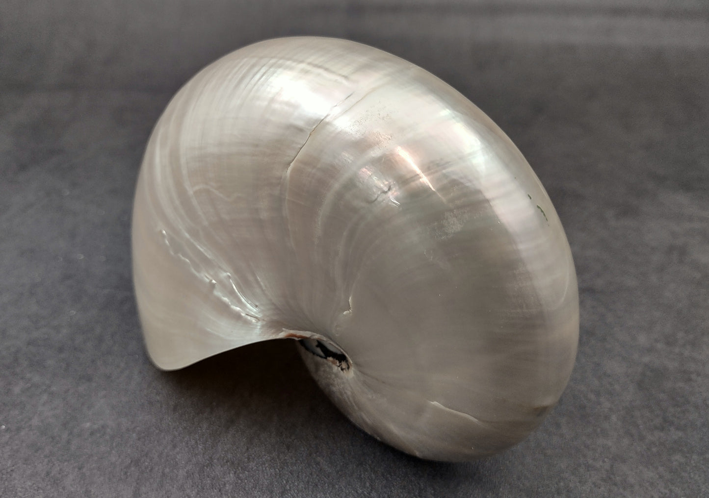 Pearlized Nautilus Seashell Polished Nautilus Pompilius (1 shell approx. 5+ inches) Great shells for coastal crafting decor & collections!