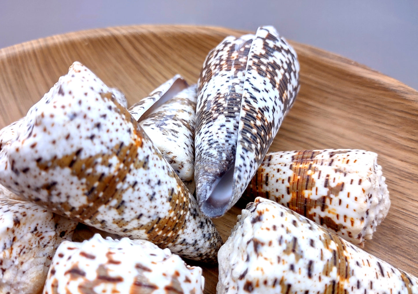 Imperial Cone Seashell (2 pcs.) - (2-3 inches). Cone shaped brown and white striped shells. Copyright 2024 SeaShellSupply.com.