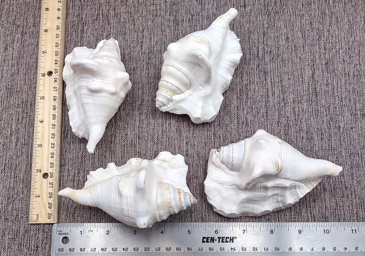Spider Conch Seashell Lambis Lambis (1 shell approx. 4+ inches) B Grade great for coastal crafting displays and collections!