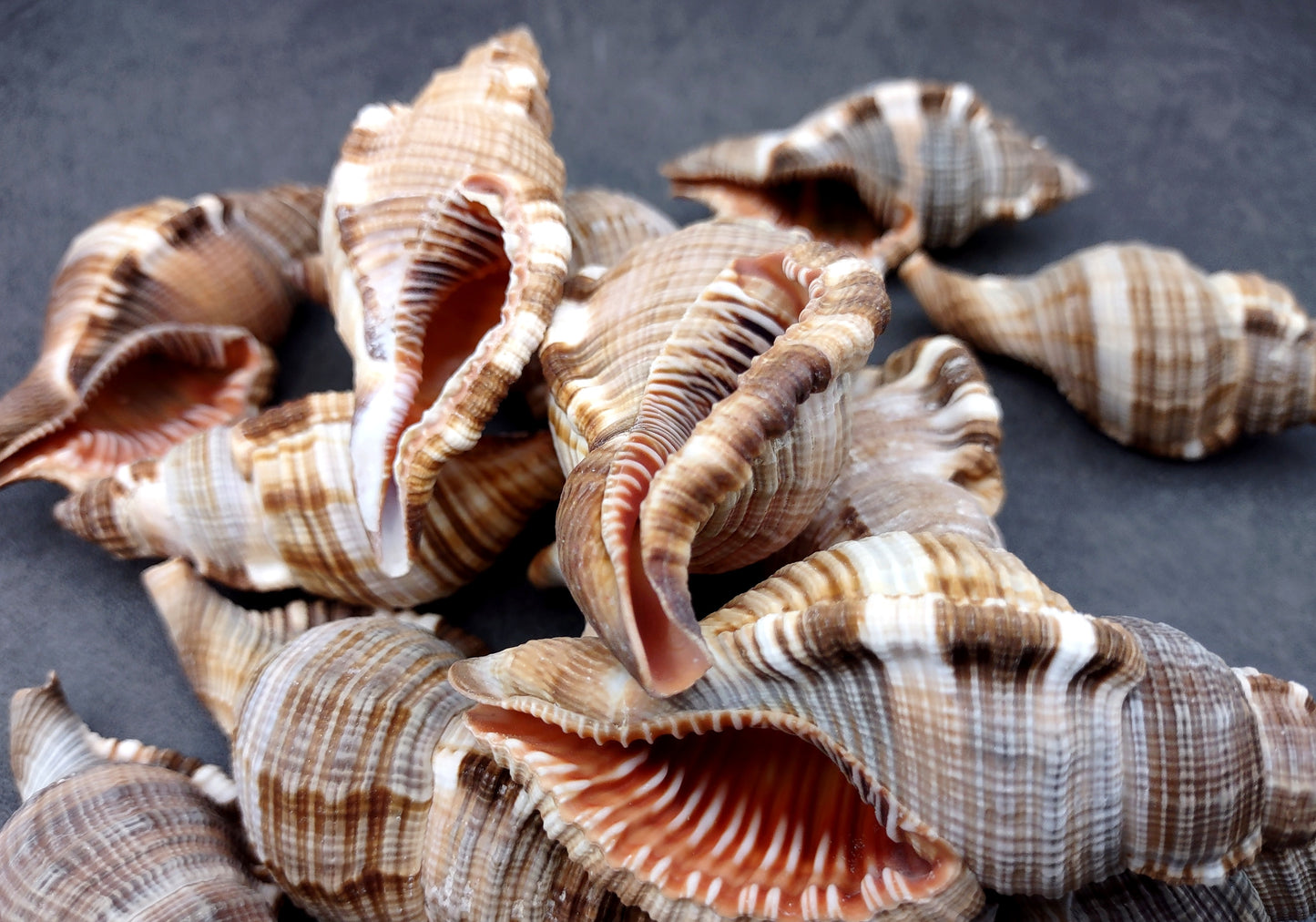 Hairy Triton Seashells - Cymatium Pileare Linnaeus - (4 shells approx. 2-4 inches). Brown, tan, white, and light grey shaded shells. Copyright 2024 SeaShellSupply.com.