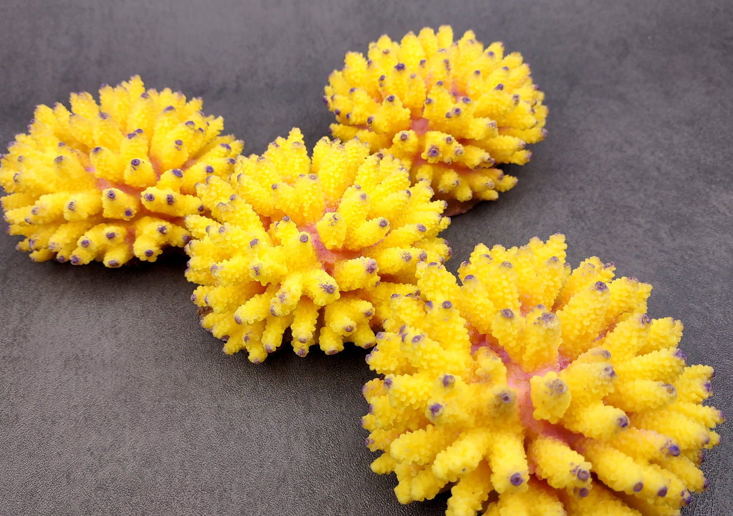 Yellow FAUX Finger Staghorn Coral Acropora Humilis (1 FAKE Coral approx. 4Wx3Tx4D) Perfect coral for any coastal display or crafting! Copyright 2024 SeaShellMart.com.