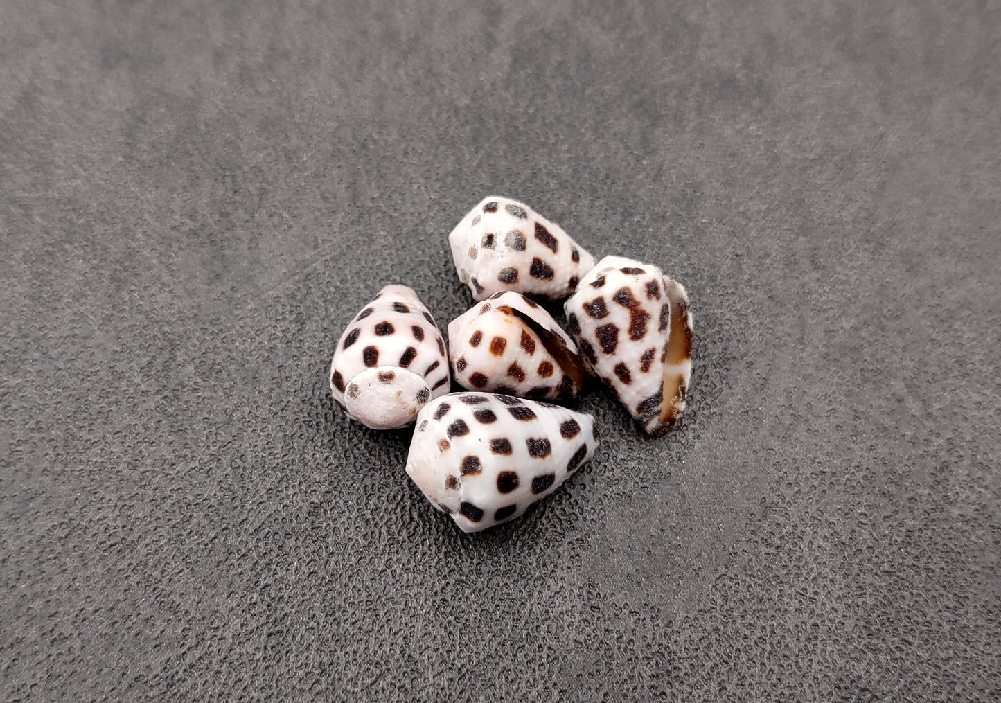 Photo of Extra Small Hebrew Cone Seashells Conus Ebraeus (5 shells approx. 0.25+ inches). Copyright 2024 SeashellSupply.com