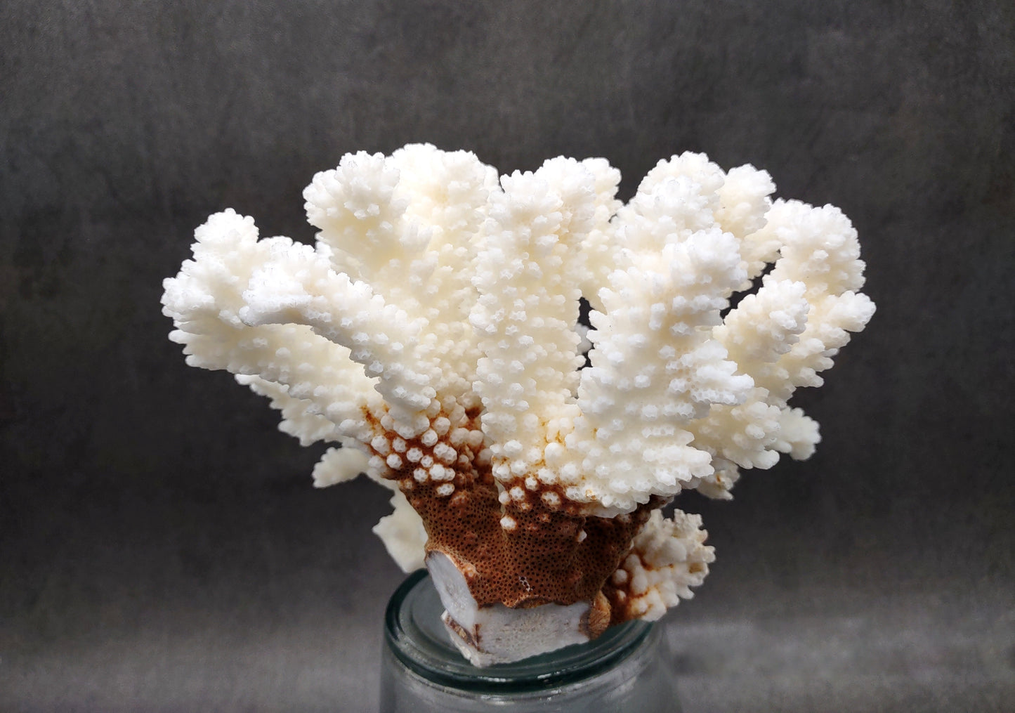 Brownstem White Coral Cluster Pocillopora Verrucosa (1 coral approx. 6.25L x 5H x 5D inches) Coral for coastal collections & display!
