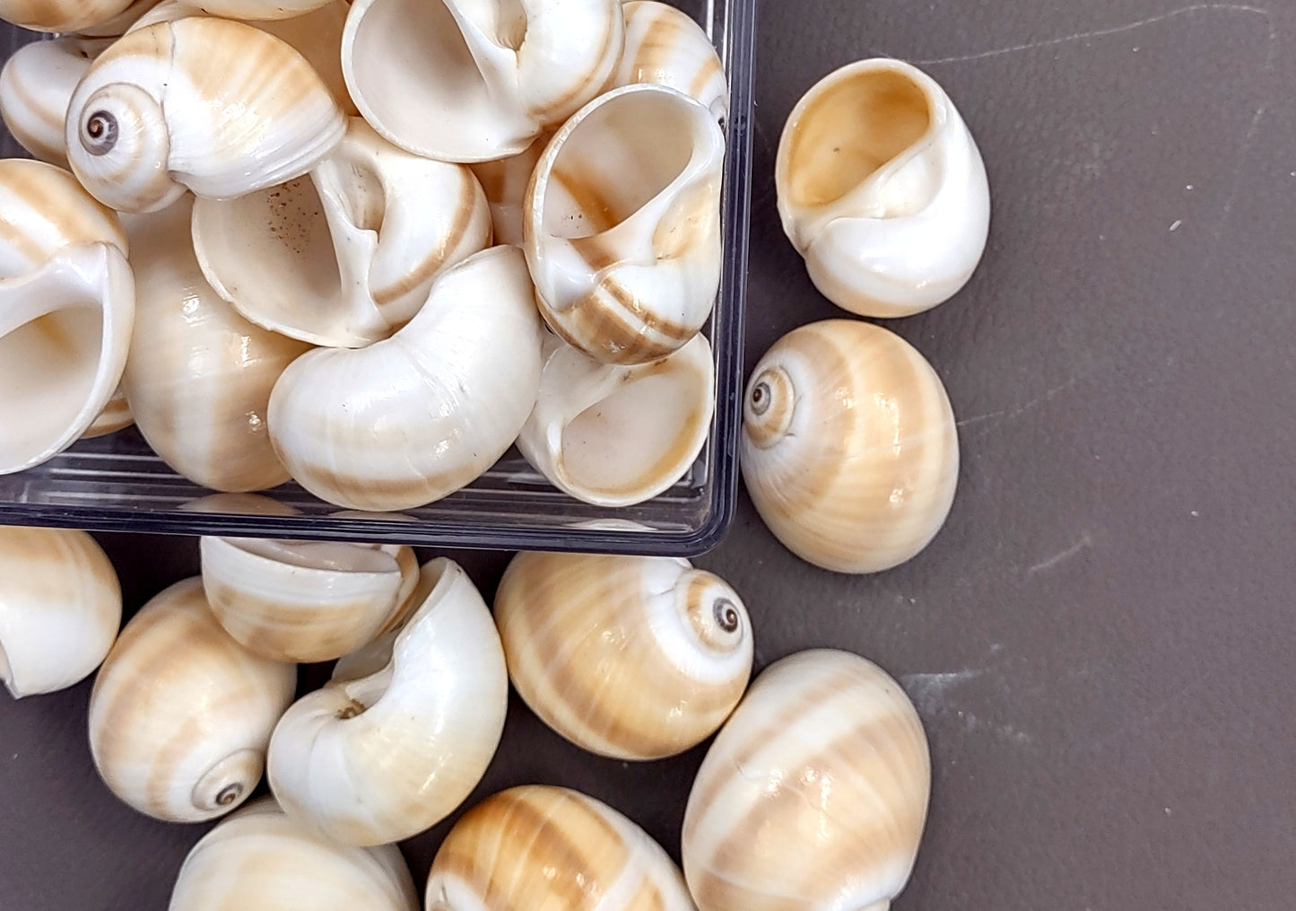 Shark Eye Moon Seashells (10 pcs.) - Polinices Duplicatus. White shells with tan stripes following the spiral. Copyright 2024 SeaShellSupply.com.