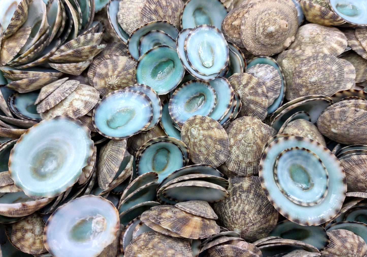 Green Limpet Seashells Sutorria Mesoleuca (1 cup approx. 240+ shells 0.5+ inches) Copyright 2024 SeaShellSupply.com