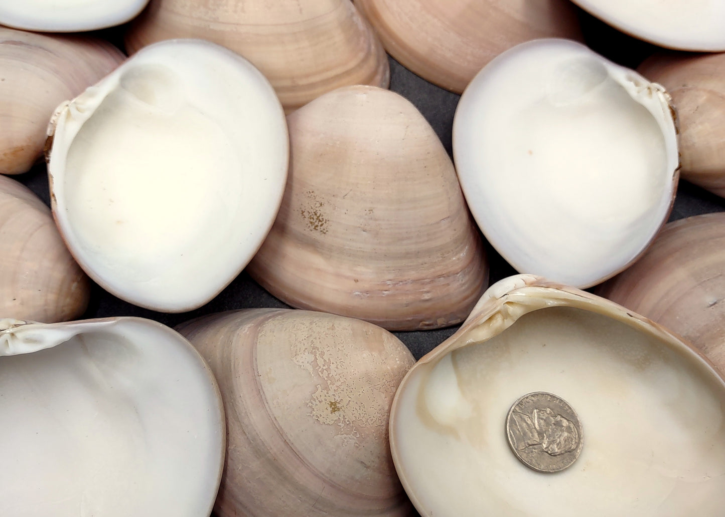 Mocha Clam Seashells Megapitaria Squalida (3 shells approx. 3+ inches) Clam shell great for display collecting & coastal crafting!