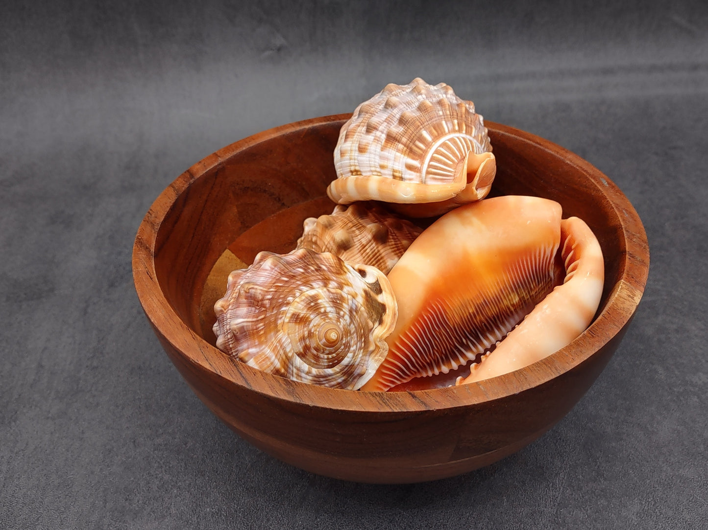 Baby Bull's Mouth Helmet Shell (3-4") - Cassis Rufa