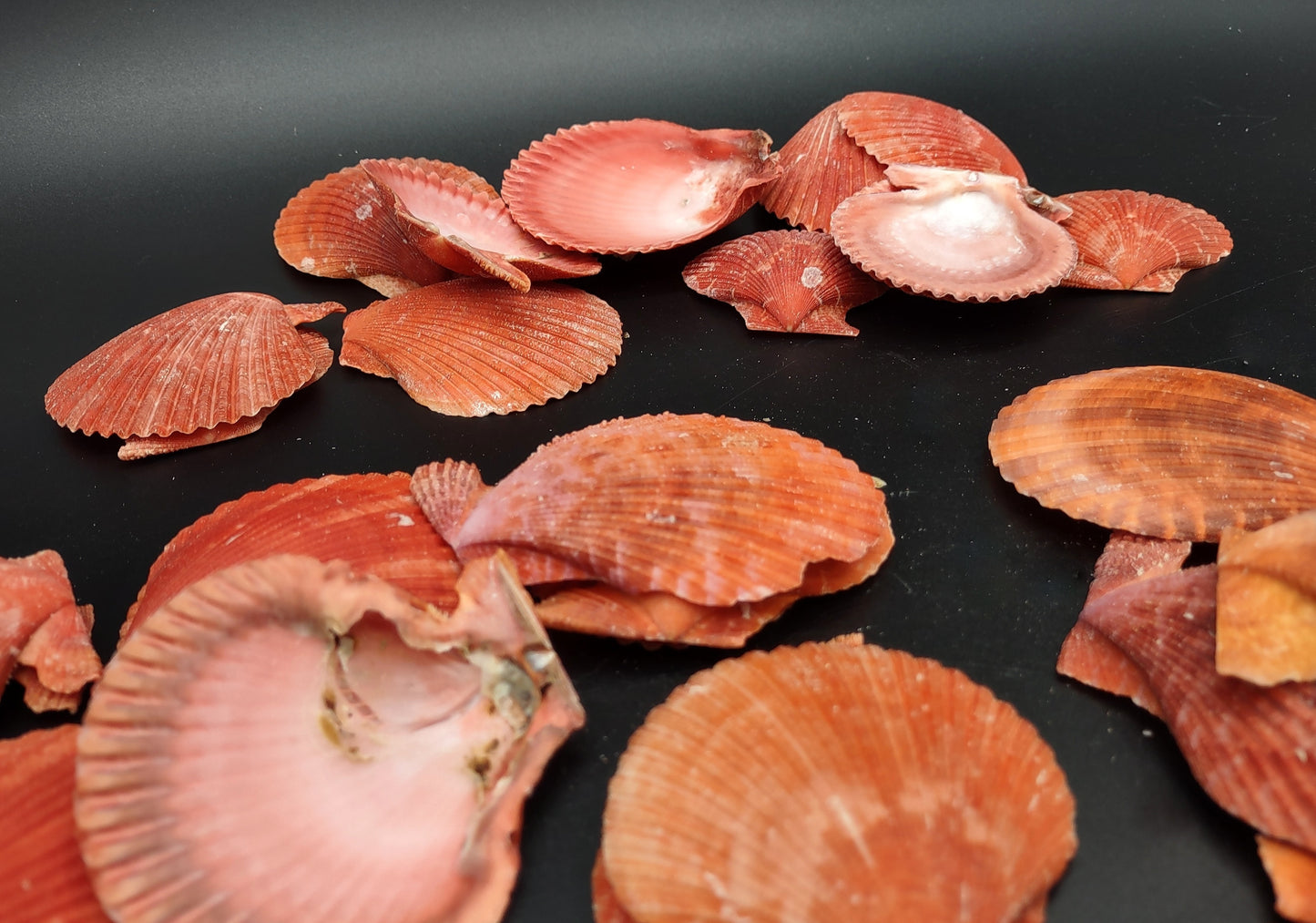 Fire Red Scallop Shell Halves Noble Pecten Nobolis (Approx. quarter pound shells 2+ inches) Red Scallop seashells for arts & crafts!