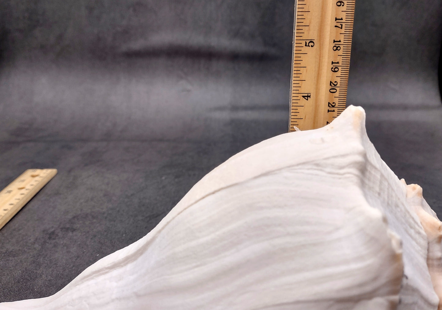Image of large gorgeous Left Handed Streaked Knobbed Whelk. Ranging in color from creamy tan to gray and even purple. Copyright 2024 SeashellSupply.com