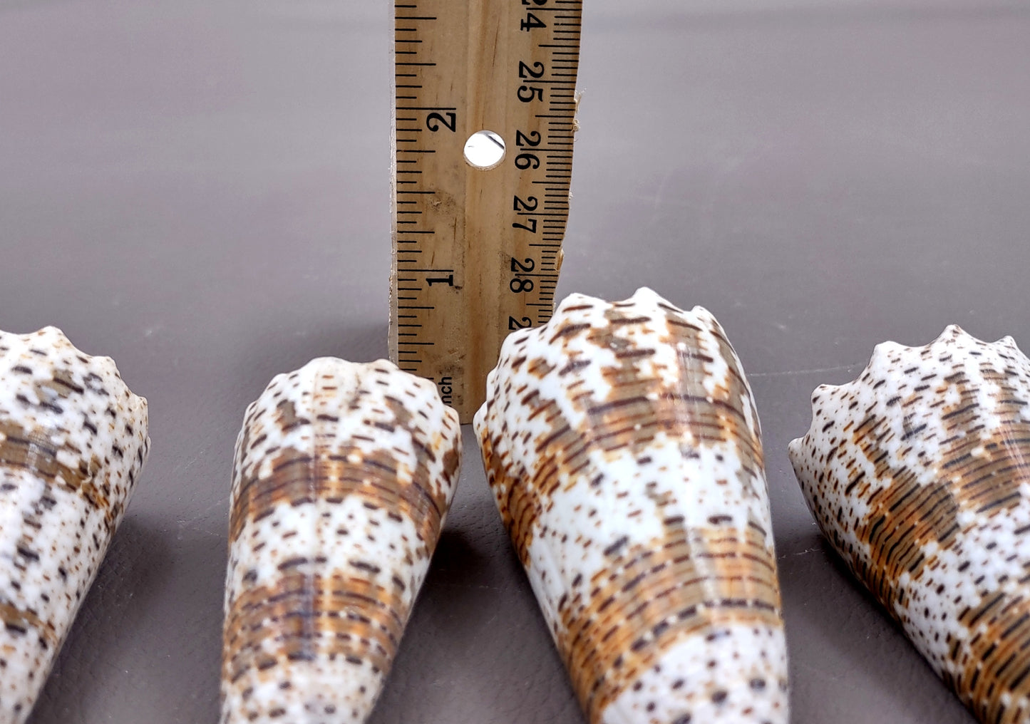Imperial Cone Seashell (2 pcs.) - (2-3 inches). Cone shaped brown and white striped shells. Copyright 2024 SeaShellSupply.com.