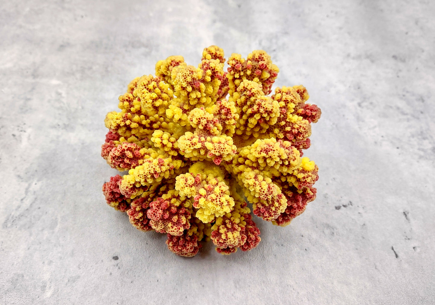 Yellow Rose FAUX Cluster Coral - Pocillopora Elegans - 1 faux coral approx. 5Wx3Dx4T with some dark pink arms on light background Copyright 2022 SeaShellSupply.com.