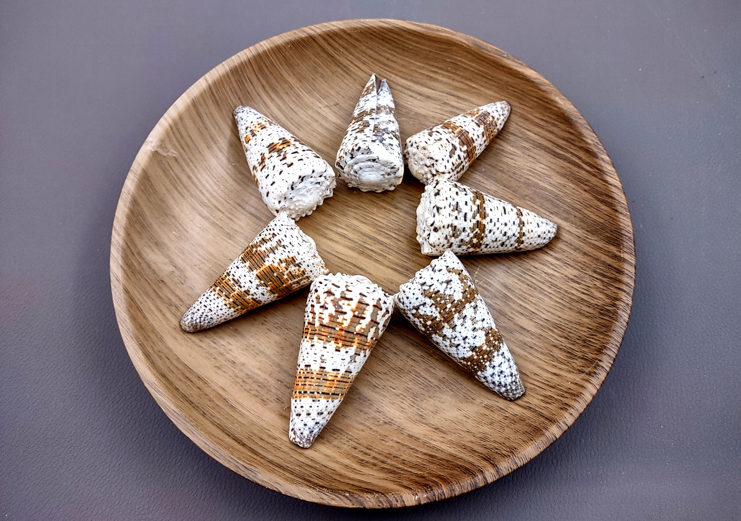 Imperial Cone Seashell (2 pcs.) - (2-3 inches). Cone shaped brown and white striped shells. Copyright 2024 SeaShellSupply.com.