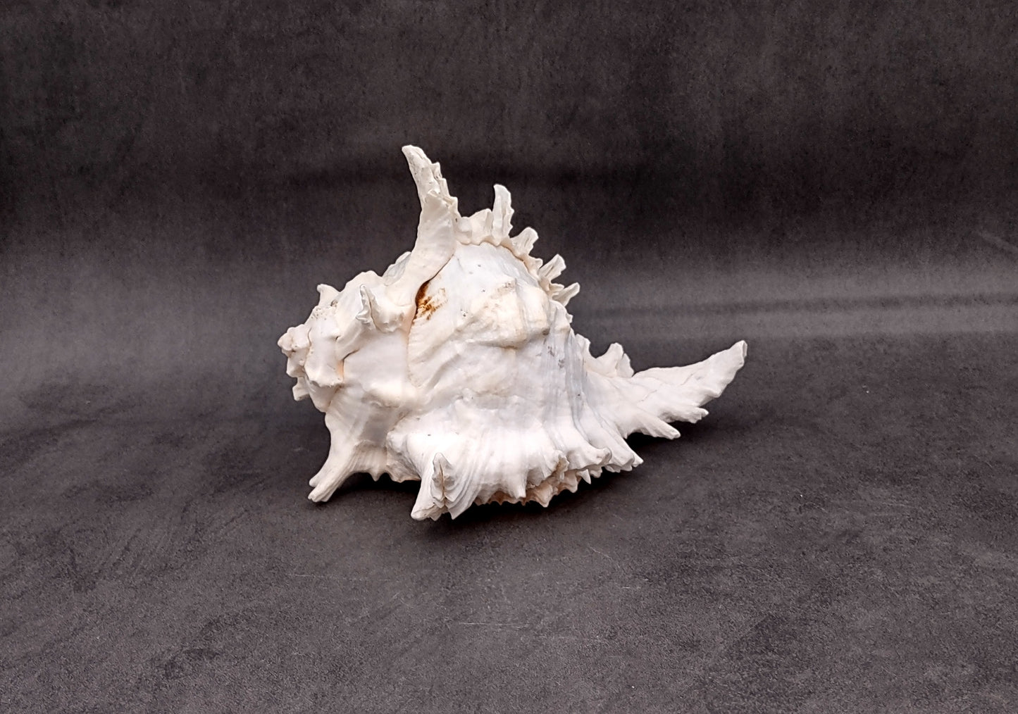 Ramose Murex Seashell Chicoreus Ramosus (1 shell approx. 7+ inches) Great shells for coastal crafting décor & collections!